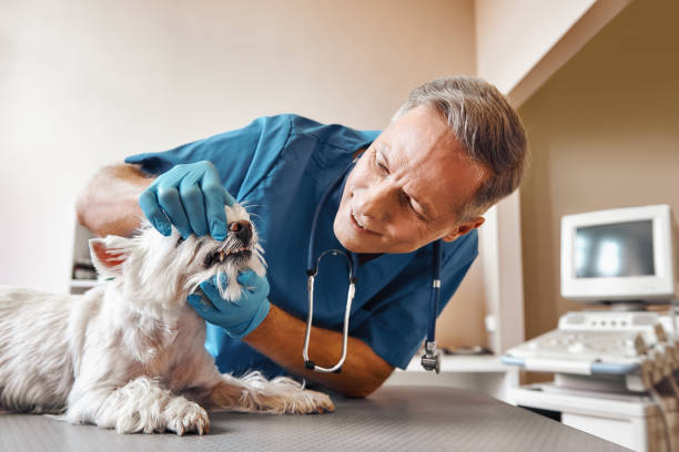Best Emergency Root Canal Treatment in East Grand Forks, MN